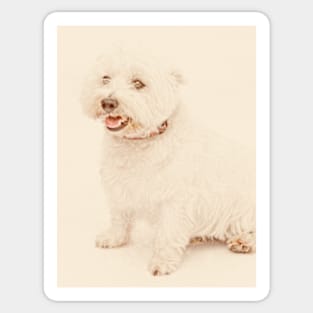 West Highland Terrier (single) Sticker